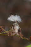 American burnweed